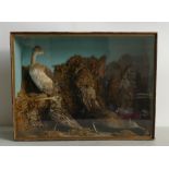 Cased Victorian Taxidermy Scene of Snipe / Curlew / Woodcock / Corn Crake / Grebe: Set in woodland,
