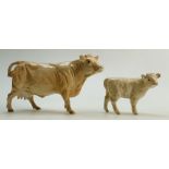 Beswick Charolais cow 3075A and calf: Model reference 1827B (2)