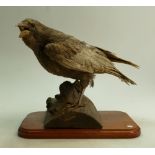 Early 20th Century Taxidermy mounted brown Crow: Height 30cm