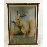 Early 20th Century Taxidermy model of a Red Squirrel: In wooden case with glass.