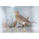 Early 20th Century Taxidermy model a Snipe: In wooden case with glass.