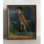 Cased Victorian Taxidermy Scene of an Adult Male Kestrel: Set in woodland,