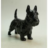 Royal Doulton model of a large Scottish Terrier: Height 18cm.