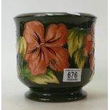 Moorcroft Hibiscus on Green Ground Planter: height 18cm