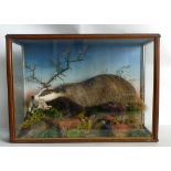 Cased Victorian Taxidermy Scene of Badge