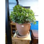 ablished indoor plant in a large terracotta planter