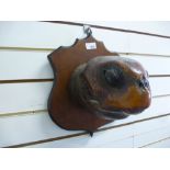 19th Century taxidermy Turtles head on sheild shaped plaque