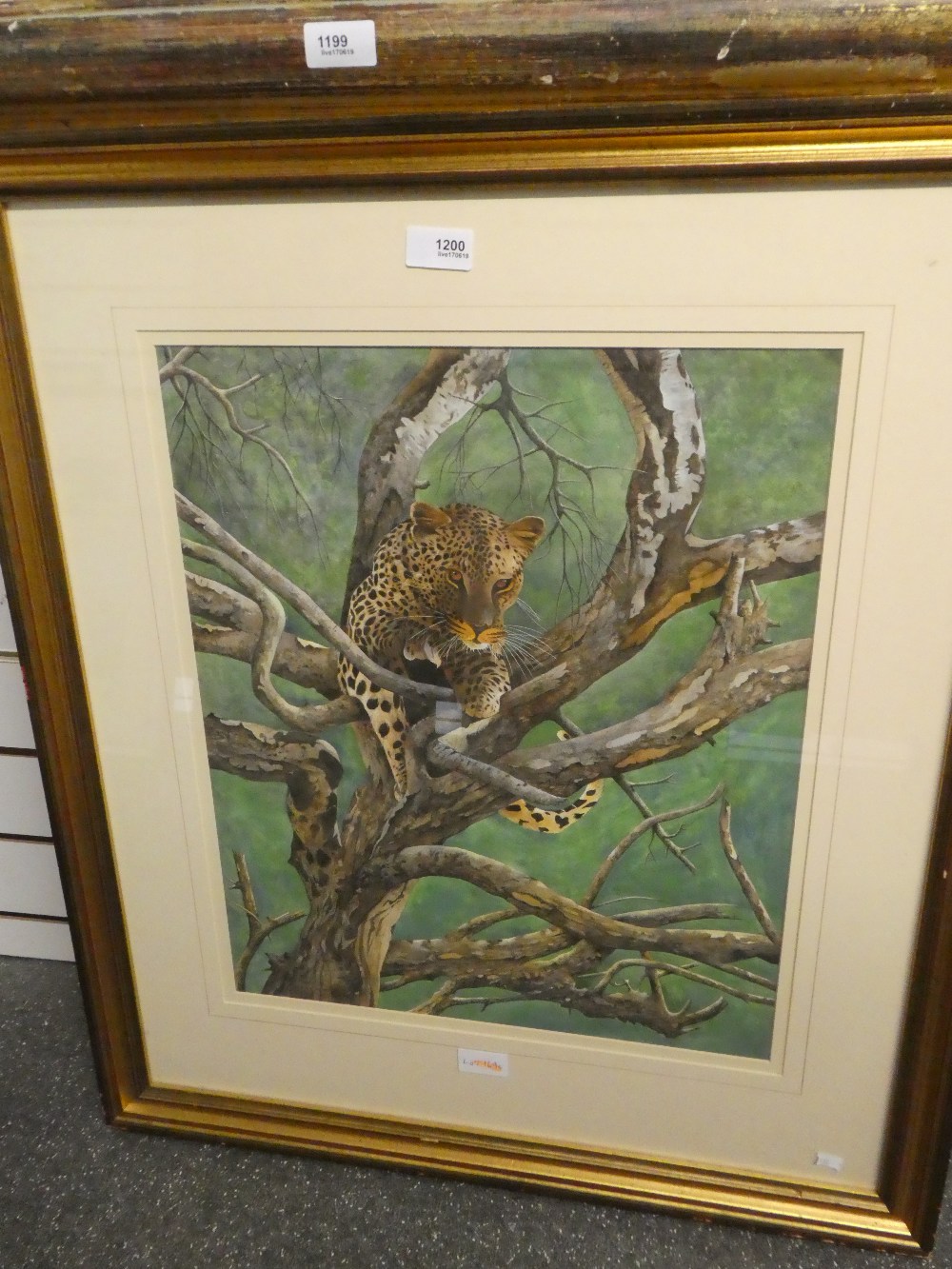 Terence Balm; a gouache of Leopard in tree, 40.5cm X 49.5cm