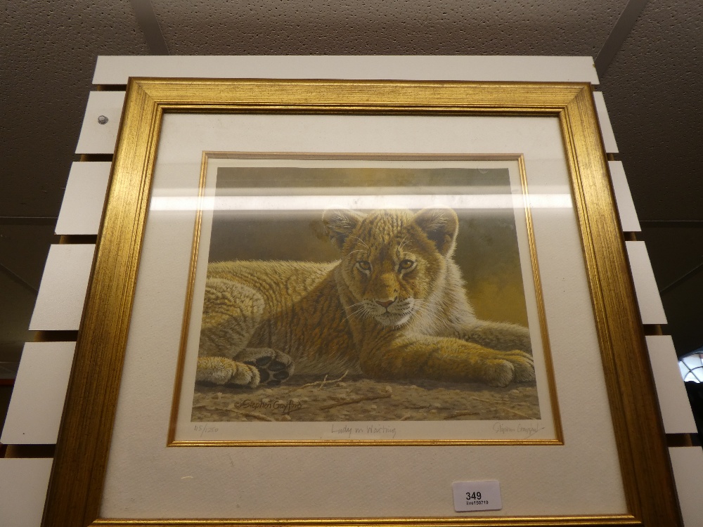 6 framed pictures of big cats, 4 being of limited runs.