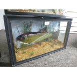 Taxidermy; a stuffed fish in a glazed case, 56cms.