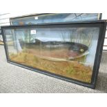 Taxidermy; a stuffed Trout in glazed case 68.5cm