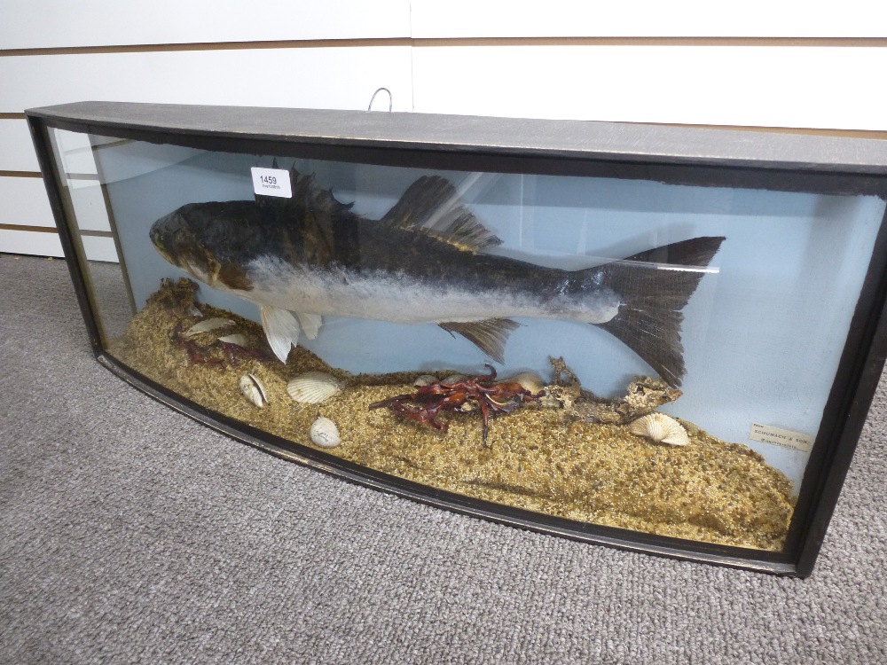 Taxidermy; A stuffed Bass caught off Brighton 1947 from Schumach and Son, in bow fronted case. - Image 2 of 3