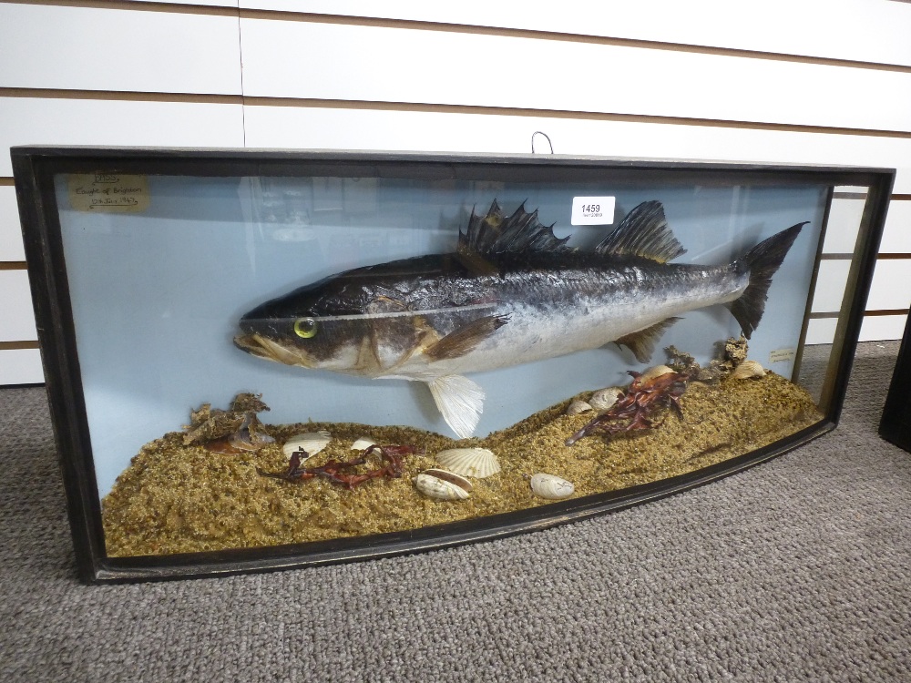 Taxidermy; A stuffed Bass caught off Brighton 1947 from Schumach and Son, in bow fronted case.