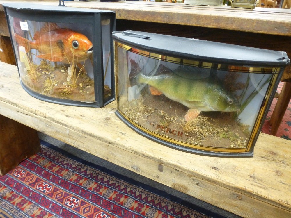 Taxidermy; a stuffed red Bream and a stuffed Perch both in bow fronted cases. - Image 2 of 2