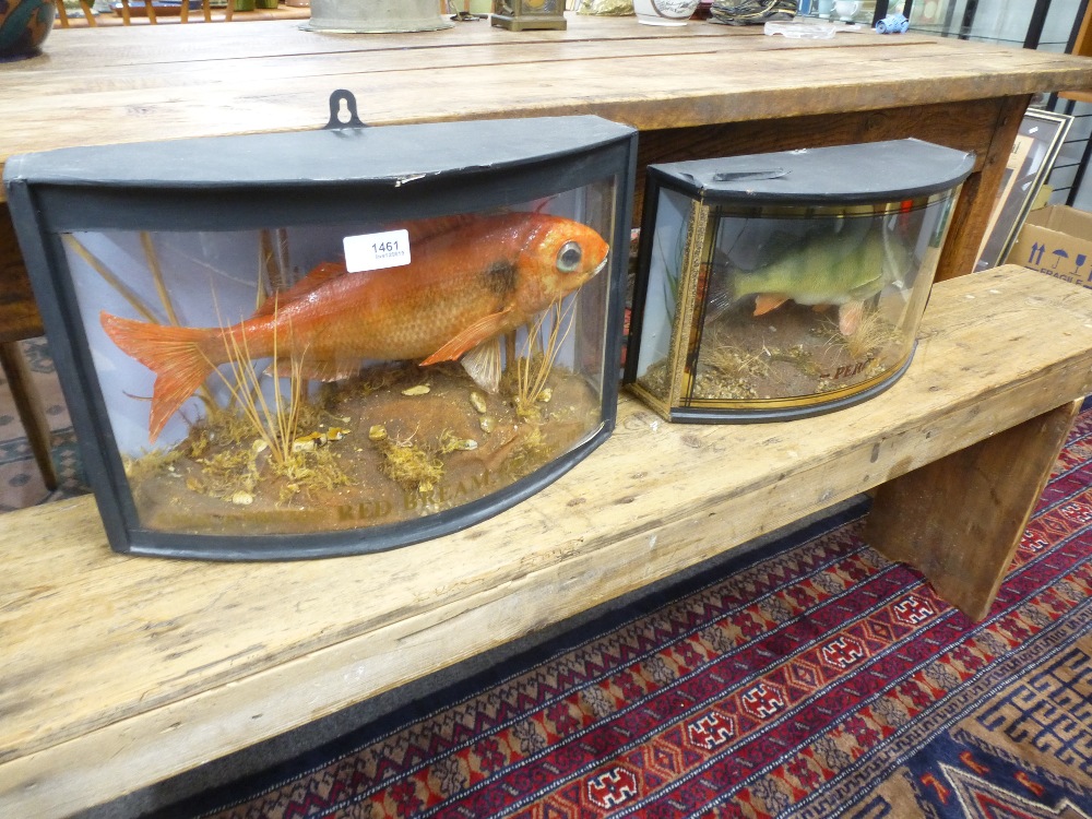 Taxidermy; a stuffed red Bream and a stuffed Perch both in bow fronted cases.