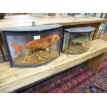 Taxidermy; a stuffed red Bream and a stuffed Perch both in bow fronted cases.