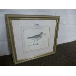 Peter Scott; a pencil signed limited edition print of Great Knot, 10/30 15 x 12.5cms