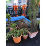 A square foliate moulded terracotta garden pot; and five other pots - all planted with trees/shrubs.