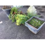 Two pairs of square glazed garden pots planted with ferns, etc; and two tin garden planters - one