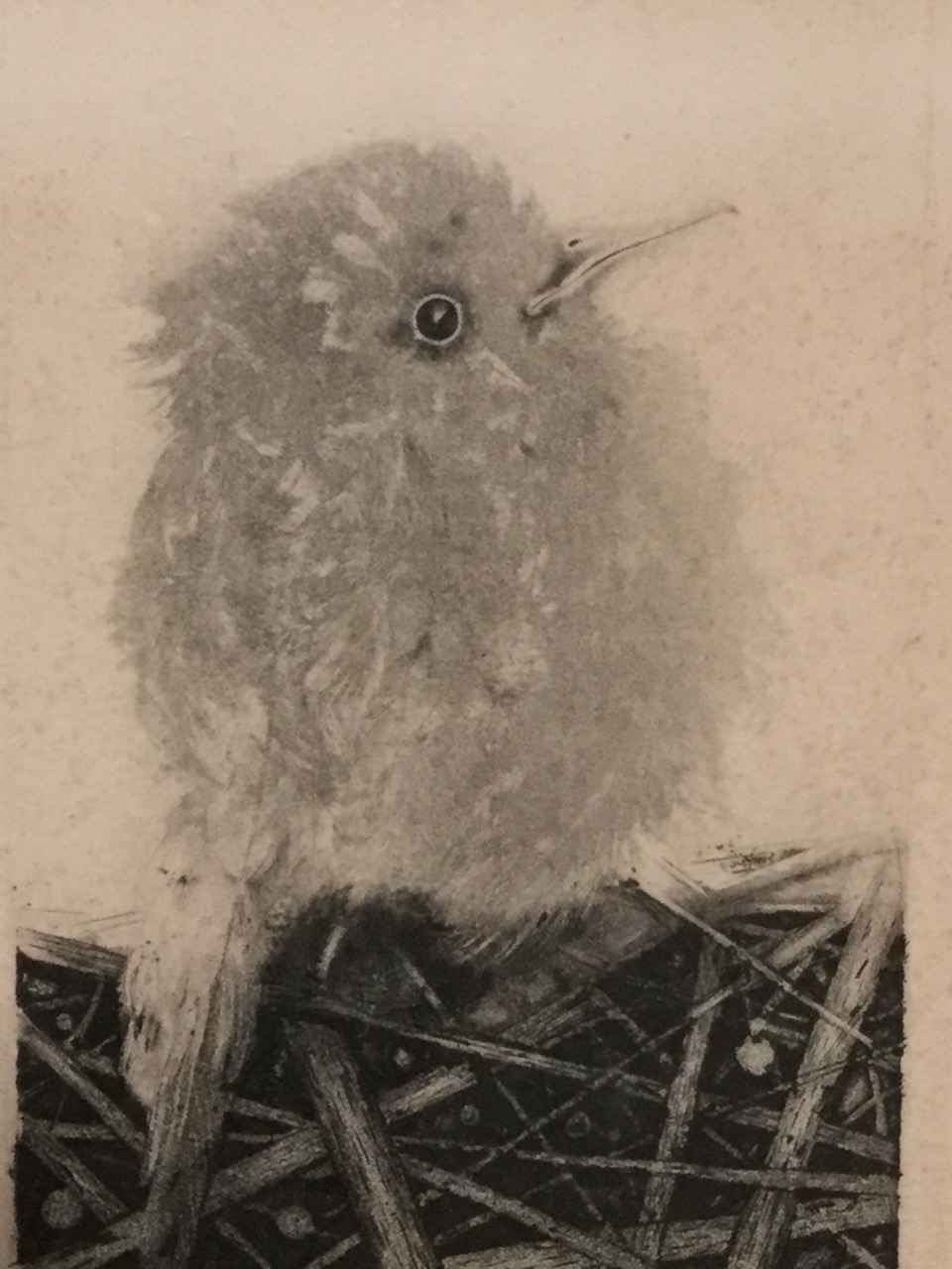 Jack Coutu, artists proof etching titled Young Bird, signed in pencil on margin and dated, mounted &