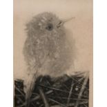 Jack Coutu, artists proof etching titled Young Bird, signed in pencil on margin and dated, mounted &