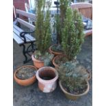 Three tapering terracotta garden pots decorated with waved ribs, planted with trees; and four others