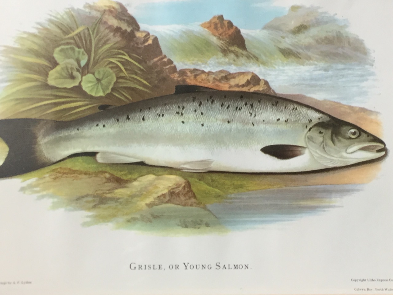 A set of four framed fish prints, Common Trout, Grisle, Galway Seatrout, and Salmon, the coloured - Image 3 of 6