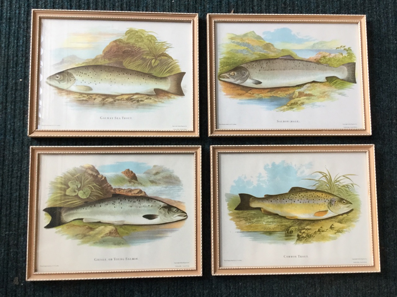 A set of four framed fish prints, Common Trout, Grisle, Galway Seatrout, and Salmon, the coloured - Image 2 of 6