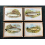 A set of four framed fish prints, Common Trout, Grisle, Galway Seatrout, and Salmon, the coloured