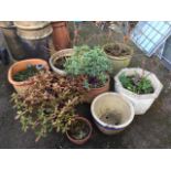 Eight garden pots - terracotta, stoneware, octagonal, glazed, etc, most with plants. (8)