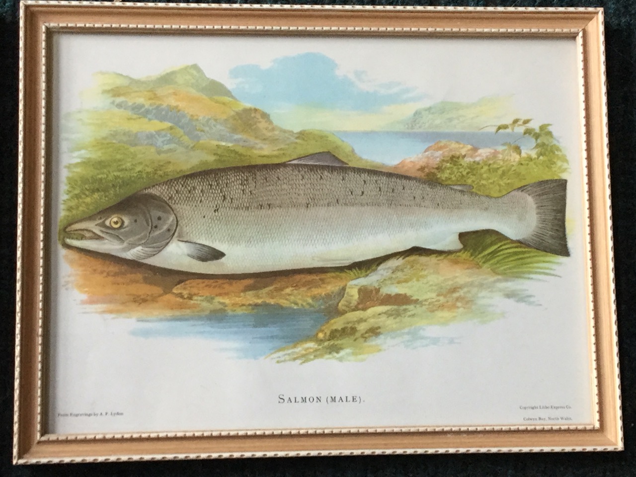 A set of four framed fish prints, Common Trout, Grisle, Galway Seatrout, and Salmon, the coloured - Image 5 of 6