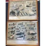 A pair of large framed bird prints after HJ Slyper, the plates depicting half-life size birds,