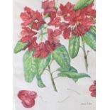 Sheila Kimber, watercolour, floral study titled Rhododendron Arboreum, signed, mounted and