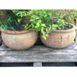 A pair of bulbous terracotta garden pots with flat rims. (12in) (2)