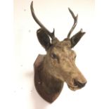 A Victorian stag head trophy, the beast with six points and glass eyes, mounted on an oak shield. (