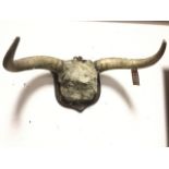 A Victorian Chillingham wild white cattle set of horns, mounted on mahogany shield dated 1895. (29in