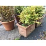 Five terracotta pots planted with shrubs, three circular flowerpot type, and two rectangular moulded