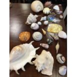 A collection of decorative exotic shells - conch, spikey, coloured, clam, lustrous, etc. (28)