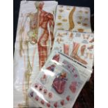 Three laminated American medical posters - The Vertebral Column, Foot & Ankle, and Cardiovascular