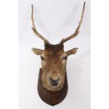 1950s Stag with antlers mounted on a shield, labelled verso Killed in Matt Woods,