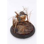 A late Victorian Kingfisher In naturalistic setting, under glass dome,