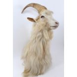 A Cashmere Goat,