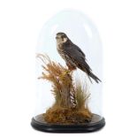 A Hobby, mounted on a log in naturalistic setting under a glass dome on ebonised base,