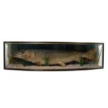 An impressive Pike, 31lbs, in naturalistic setting and bow fronted glazed case,
