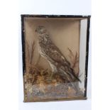 An Edwardian Hen Harrier in naturalistic setting mounted in a glazed case,