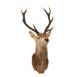 An Islay Red Stag,