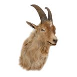 A Cachmere Goat,