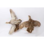 A brace of Grouse,