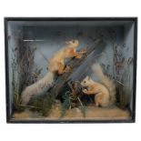 A pair of Edwardian Red Squirrels in naturalistic setting mounted in a glazed case,