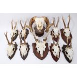 A collection of eight Roebuck skulls and antlers on shaped shields,